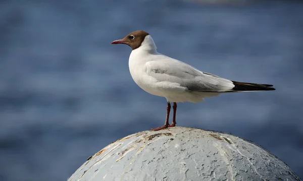 Eine Möwe Sitzt Auf Einer Grauen Halbkugel Vor Blauem Wasser — Stockfoto