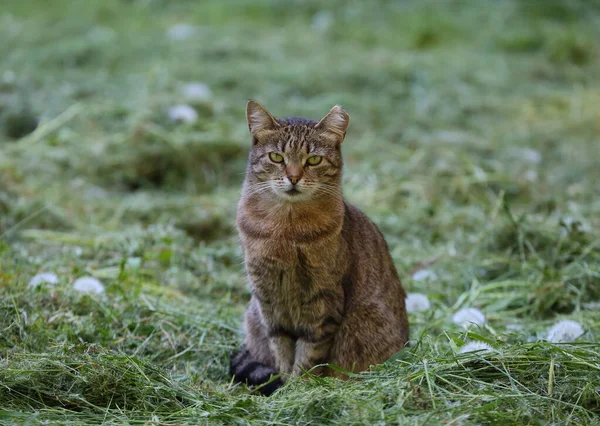 Szary Tabby Kot Siada Kosianej Trawie — Zdjęcie stockowe
