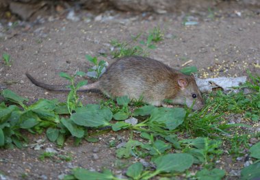 Vahşi bir fare çimlere saçılmış darı yer.