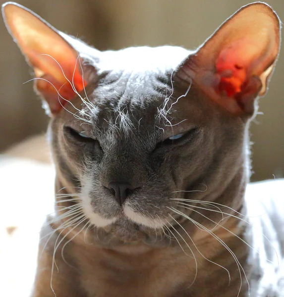 Портрет Сірої Сумної Блискучої Кішки Пітерболдської Породи — стокове фото