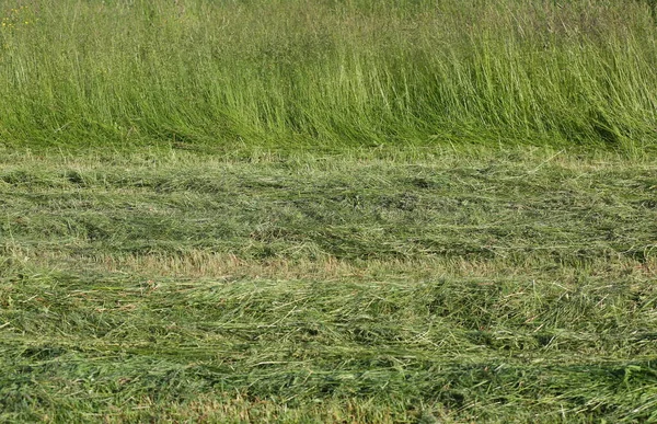 Robe Herbe Non Coupée Dans Prairie — Photo