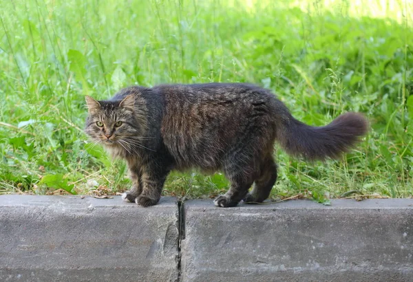 Μια Χοντρή Χνουδωτή Γάτα Στέκεται Στο Τσιμεντένιο Πεζοδρόμιο Ενός Πράσινου — Φωτογραφία Αρχείου