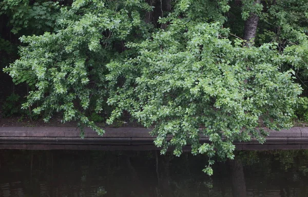 Kustbomen Leunend Naar Het Water Met Weelderig Groen Gebladerte — Stockfoto