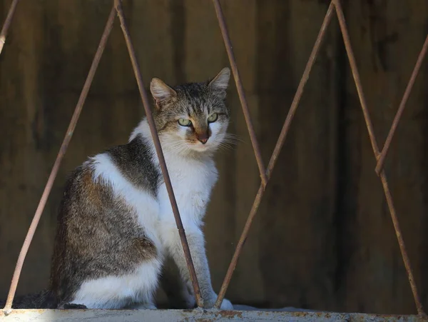 Gray White Cat Sits Slanting Metal Brown Grate — Zdjęcie stockowe