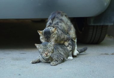 Gri çizgili kediler asfaltta sevişir.
