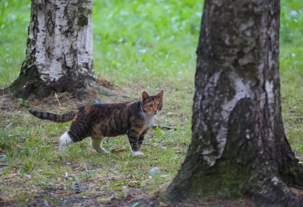 Multicolored Cat Walks Birches — Zdjęcie stockowe