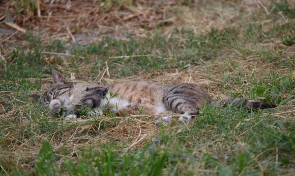 Gatto Strisce Rosso Grigio Con Coda Rigettata Dorme Nell Erba — Foto Stock