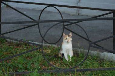 Yeşil çimlerin siyah metal çitleri arasında beyaz-kırmızı bir kedi