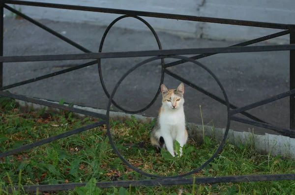 Gato Blanco Rojo Entre Las Vallas Metal Negro Césped Verde — Foto de Stock