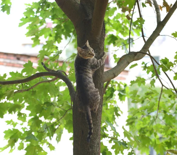 Grå Randig Katt Klättrar Upp Ett Träd — Stockfoto