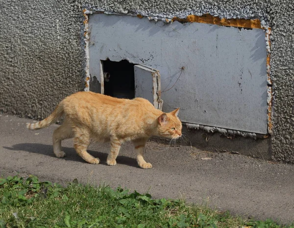 Μια Κόκκινη Γάτα Περπατάει Στο Παράθυρο Του Υπογείου — Φωτογραφία Αρχείου