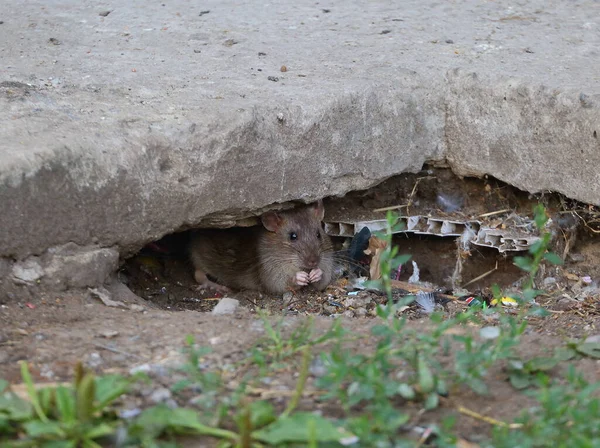 Dziki Szczur Siedzi Dziurze Pod Betonową Płytą Obraz Stockowy