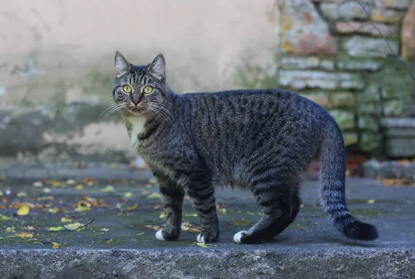 Gato Cinzento Alpendre Pedra — Fotografia de Stock