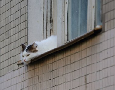 Beyaz sarı gözlü bir kedi kafasını pencere eşiğine koydu.