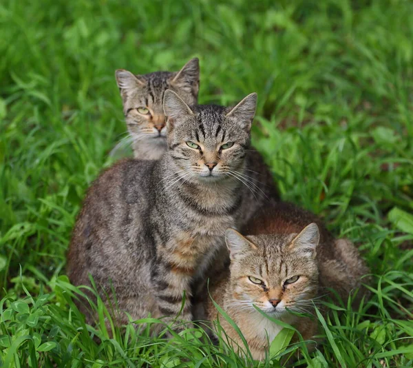 Tre Gatti Strisce Grigie Sono Seduti Nell Erba Verde — Foto Stock