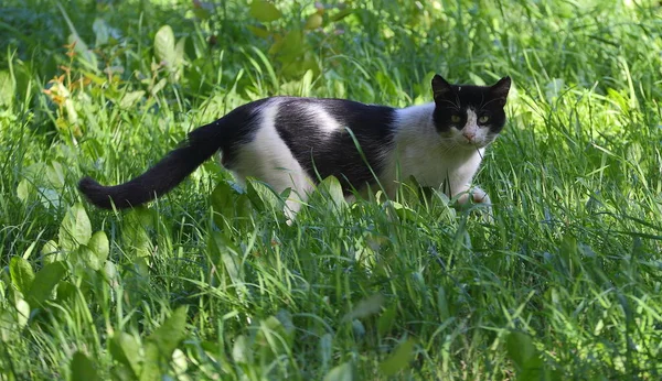 Svart Och Vit Katt Går Det Gröna Gräset — Stockfoto