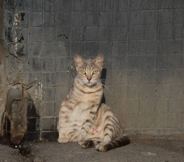 Gulögd Grå Tabby Katt Sitter Mot Svart Vägg — Stockfoto