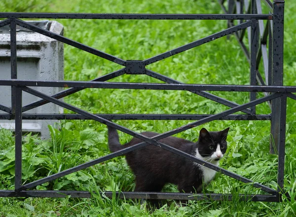 Chat Noir Blanc Sur Herbe Verte Parmi Les Clôtures Métal — Photo
