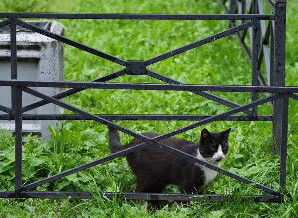 Gato Preto Branco Grama Verde Entre Cercas Metal Preto — Fotografia de Stock