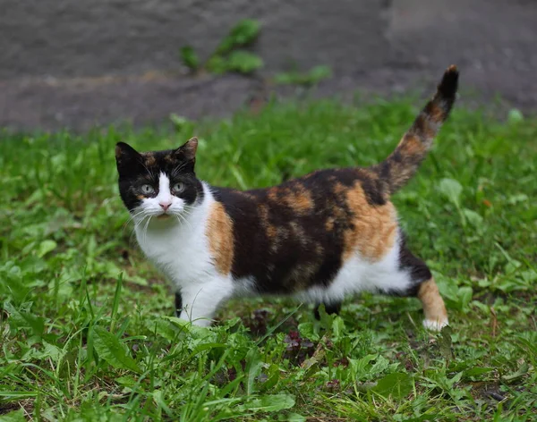 Eine Bunte Katze Mit Erhobenem Schwanz Steht Auf Dem Grünen — Stockfoto