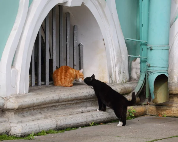 Röda Och Svarta Katter Vid Det Spärrade Källarfönstret — Stockfoto