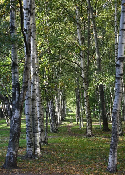 Een Lange Berkensteeg Vroege Herfst — Stockfoto