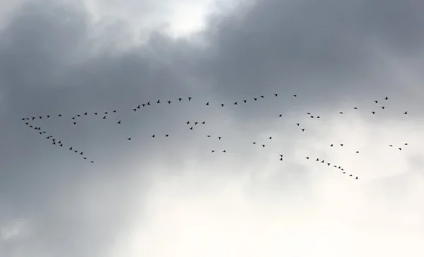 Eine Herde Enten — Stockfoto