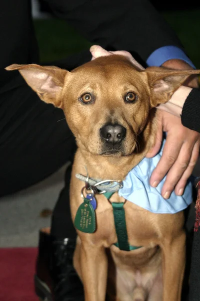 In Defense of Animals Hosts 2nd Annual Guardian Award — Stock Photo, Image