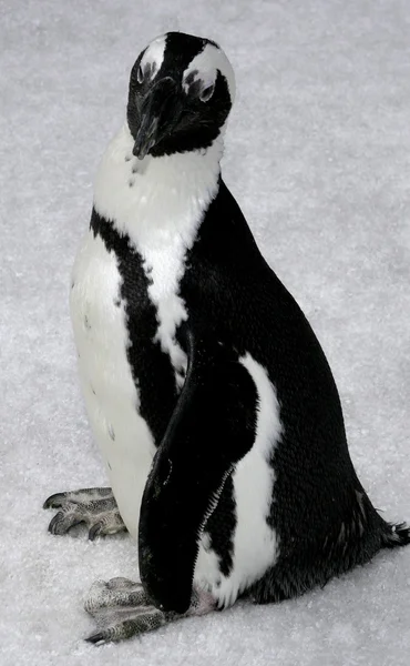 Pinguin bei Premiere der glücklichen Füße — Stockfoto