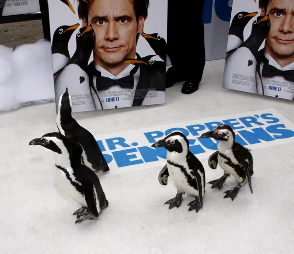 Pingüinos de Mr. Pingüinos de Popper. —  Fotos de Stock