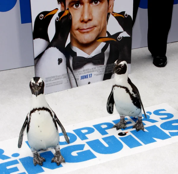 Penguins från Mr. Poppers pingviner. — Stockfoto