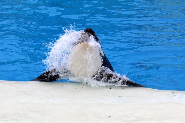 Killer whale show — Stock Photo, Image