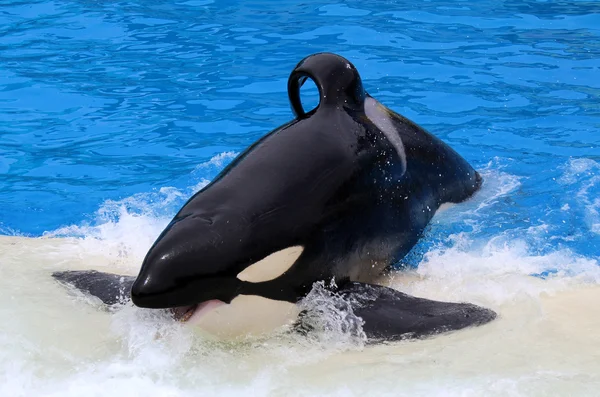 Killer whale show — Stock Photo, Image