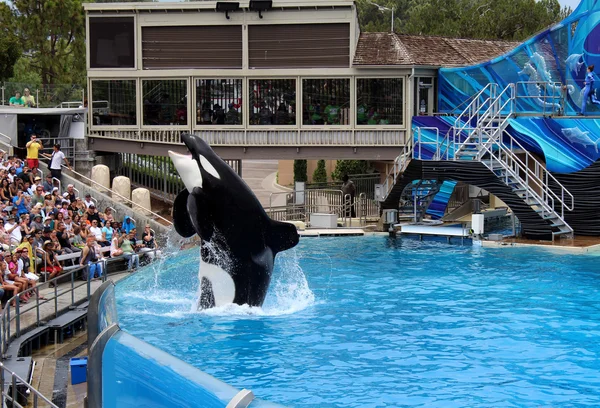 Killer whale show — Stock Photo, Image