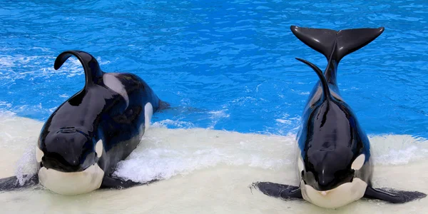 Killer whale show — Stock Photo, Image