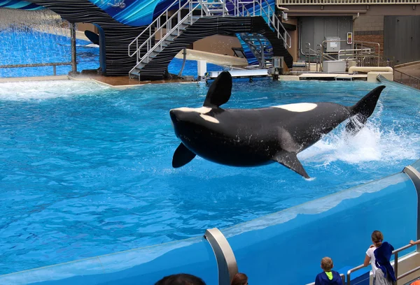 Killer whale show — Stock Photo, Image