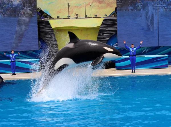 Killer whale show — Stock Photo, Image