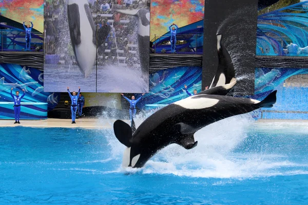 Killer whale show — Stock Photo, Image