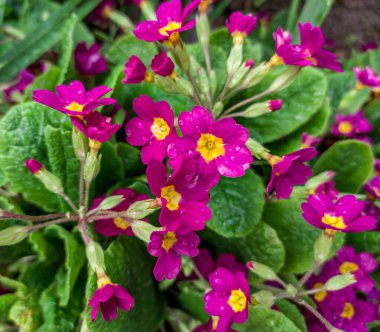 Primrose, Primula Vulgaris, güzel pembe çiçek, yağmur damlaları, yakın plan.