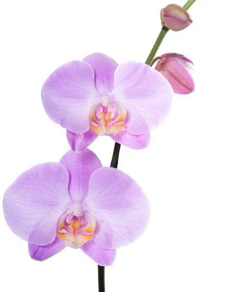 Orquídea phalaenopsis rosa aislada — Foto de Stock