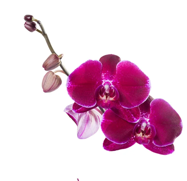Orquídea phalaenopsis aislada en rojo — Foto de Stock