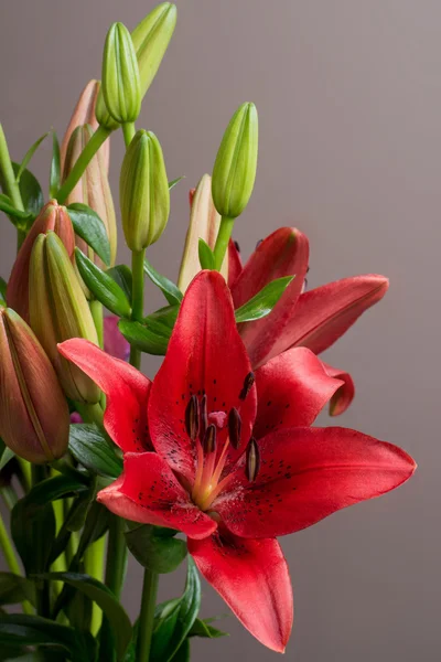 나리속 동양 빨간 꽃 — 스톡 사진