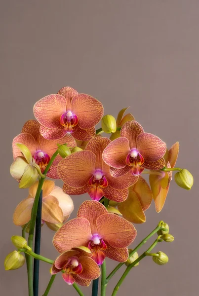 Orquidea fondo marrón con espacio para texto — Foto de Stock