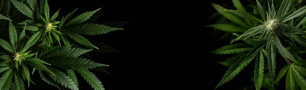 Siyah zemin üzerinde marihuana bitkileri ve afiş biçiminde metin için boşluk