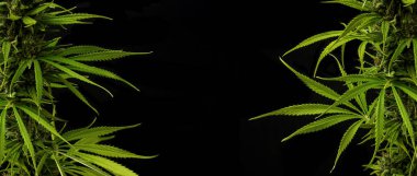 Marihuana bitkileri siyah arka planda kopya alanı ile