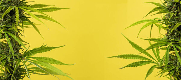 Марихуана растения фона по бокам в желтом с копировальным пространством