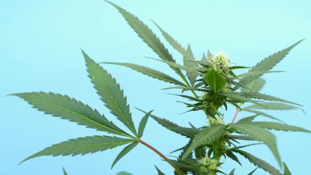 Plante Marijuana Dans Processus Floraison Avec Fond Bleu — Video