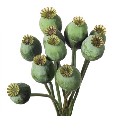 Opium Papaver clipart