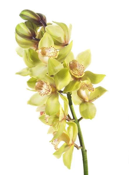 İzole yeşil Cymbidium orkide