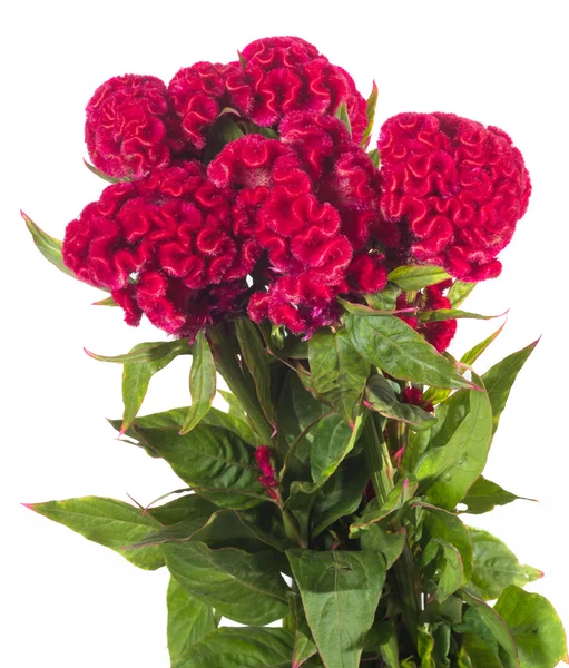 Celosia — Φωτογραφία Αρχείου